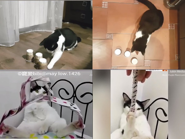 Cuộc thi "Biệt tài mèo yêu"