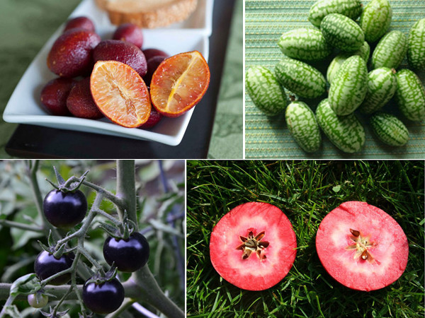 Bạn biết không, đây chính là những trái cây lai đặc biệt nhất thế giới 