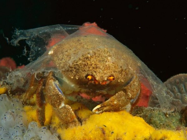 EU ra lệnh cấm sản phẩm nhựa sử dụng một lần bắt đầu từ năm 2021