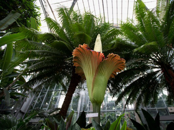 "Hoa xác thối" bốc mùi như tã bẩn hút khách tham quan dịp Halloween