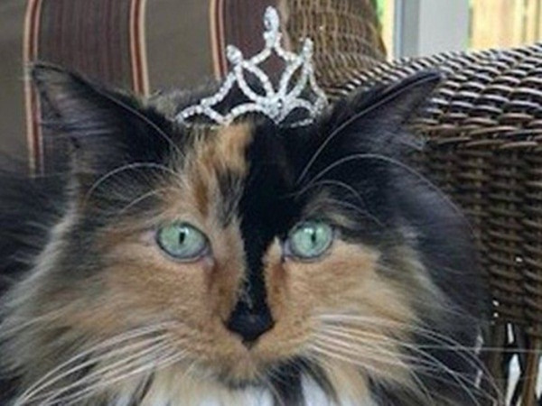 Thị trấn kỳ lạ bầu mèo, chó làm thị trưởng ở Mỹ