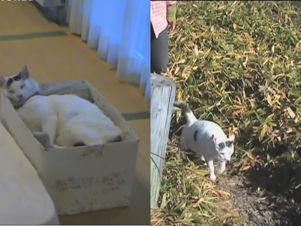 Câu chuyện cảm động về chú mèo Mike và hành trình leo 64 ngọn núi trước khi mất