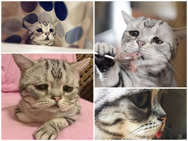 Gặp Luhu - chú mèo đáng yêu có khuôn mặt buồn nhất thế gian