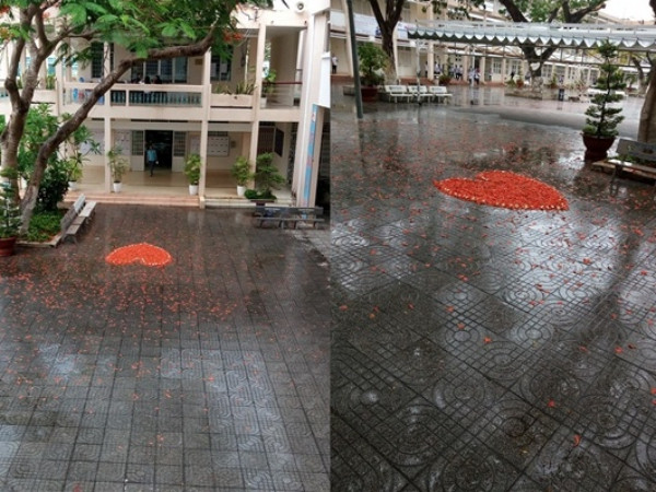 Sau cơn mưa, thấy phượng rụng đầy sân, teen liền nhanh trí "mượn phượng tỏ tình"