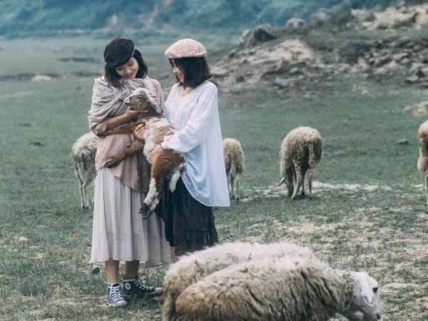 Cuối tuần này, rủ nhau về Nghệ An thăm bầy cừu siêu đáng yêu