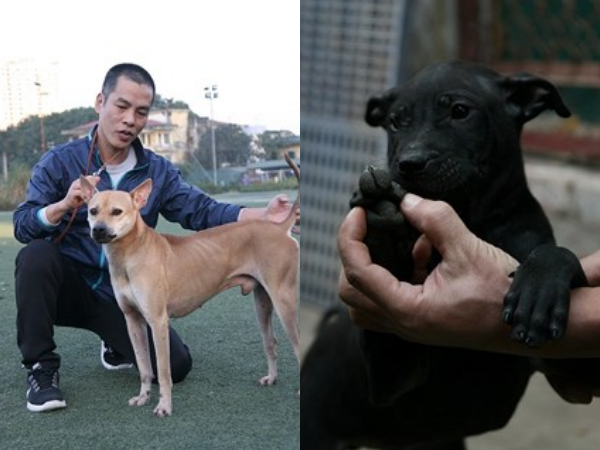 Cận cảnh trại chó Phú Quốc bạc tỷ ở Thủ đô Hà Nội