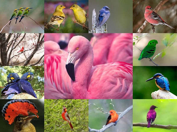 Mê mẩn những loài chim tuyệt đẹp với bộ lông rực rỡ sắc màu