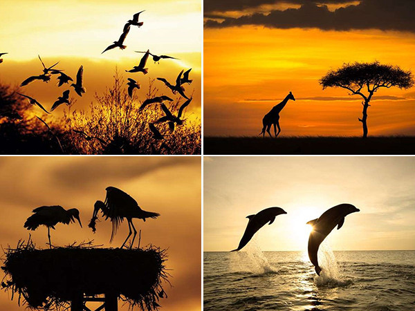 Ấn tượng những bức ảnh ngược sáng chụp động vật đẹp ngỡ ngàng