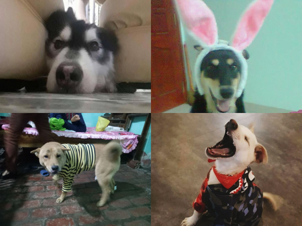 Tết Mậu Tuất 2018, dân tình đua nhau khoe "biểu cảm của boss"