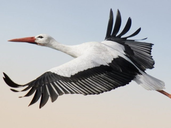 Quỹ từ thiện “mắc nợ” 63 triệu đồng vì chiếc thẻ SIM biến mất cùng chú cò!