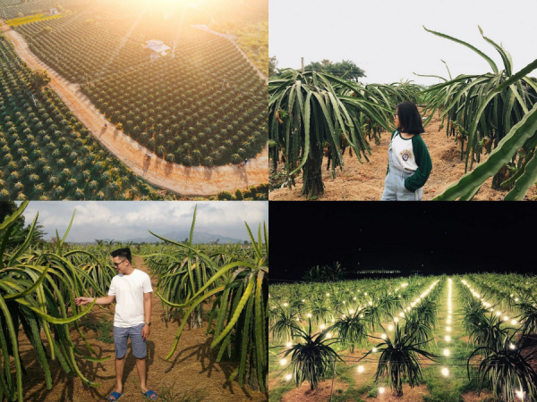 Ngất ngây với "vương quốc" thanh long ở Bình Thuận: Nơi "sống ảo" mới đẹp như tranh vẽ
