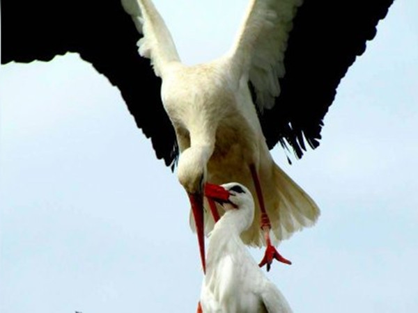 Chúng ta đều nhận được một bài học từ chú cò này!