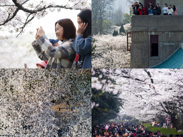 Nhờ hoa anh đào, trường Đại học này bỗng trở thành địa điểm du lịch hot chưa từng thấy