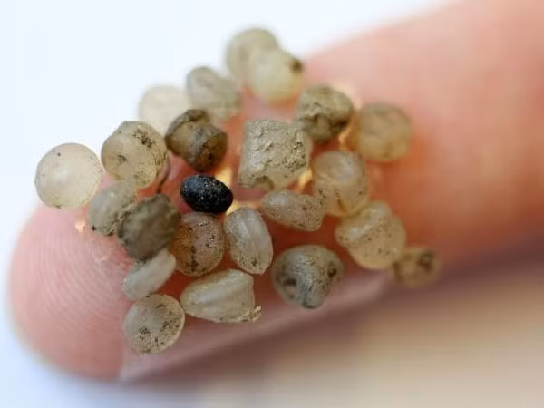 Không còn chỉ là cơn ác mộng: Vi nhựa đã xuất hiện trong chất thải của con người