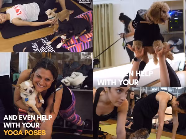Khi các "đại boss" oanh tạc phòng tập Yoga