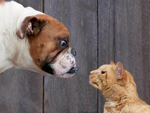 Loài chó đích thị đến từ sao Hỏa, loài mèo chắc chắn đến từ sao Kim