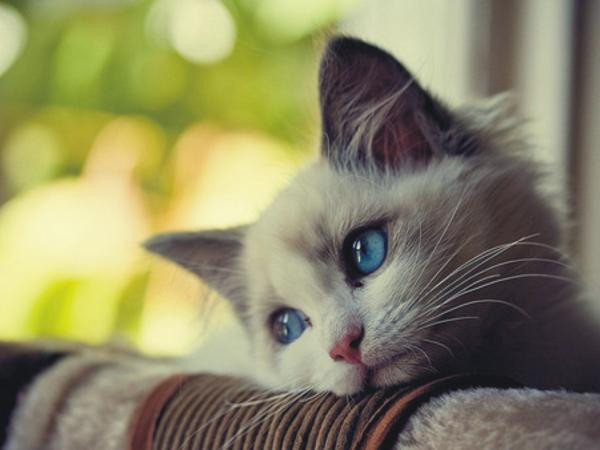 Cảm hứng sống: Nếu nỗi buồn ập đến, hãy mời nó đi thật nhanh!