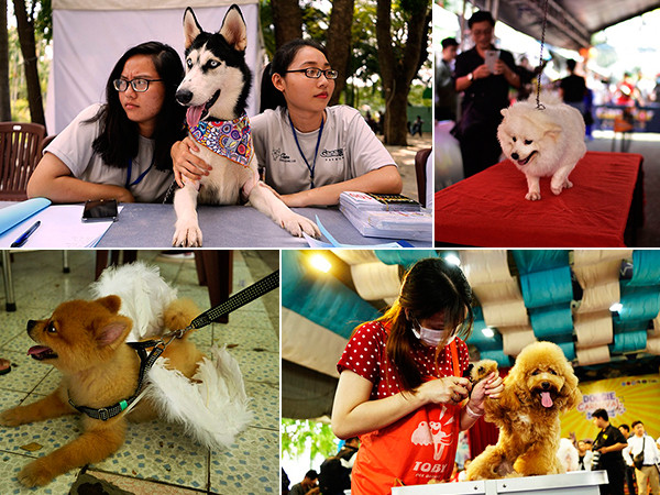 TP.HCM: Cuối tuần đi xem thi chăm sóc... cún cưng