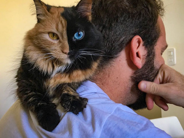 Chú mèo có hai khuôn mặt đang "gây bão" cộng đồng mạng