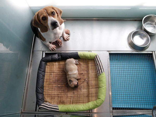 Kinh ngạc chưa? Có thể nhân bản "cún cưng"