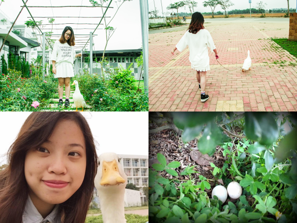 Mang chó mèo đến trường là quá bình thường, dắt vịt đi học mới gọi là chất!