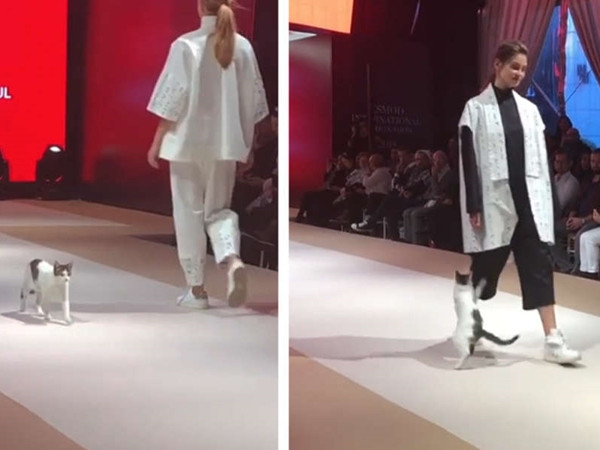 Cô mèo “không mời mà đến” bước đi trên sàn “catwalk” và khiến cả thế giới bật cười!