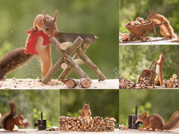 Ảnh sóc hoang cần mẫn làm việc nhà sẽ khiến bạn "lịm tim"