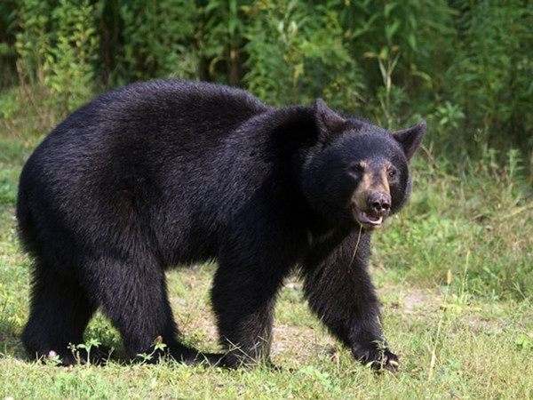 Những “vị khách” quen thuộc, ngày nào cũng đến ăn trưa cùng, là… một bầy gấu!