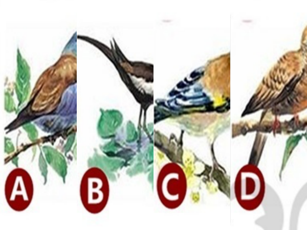 Trắc nghiệm vui: Bạn có đang gặp phải hạn xui?