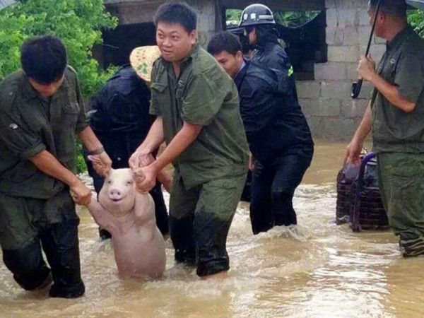"Ngôi sao của mạng xã hội" tuần qua, không ai khác chính là một… chú heo!