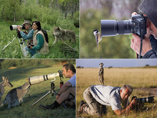 Khoảnh khắc hài hước của những “kẻ phá đám” nhiếp ảnh gia