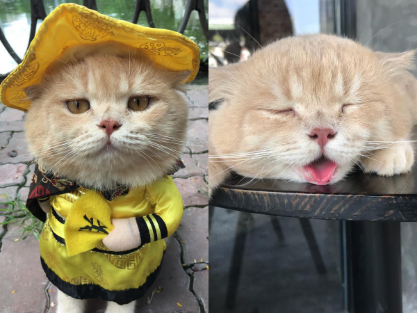 Bị "ném đá" là ngược đãi thú cưng, chủ nhân của chú mèo tên Chó nổi nhất MXH nói gì?