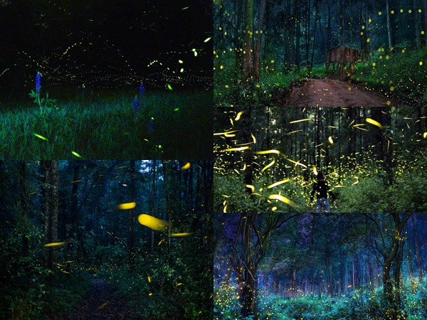 Ngây ngất với vũ điệu ánh sáng đẹp lộng lẫy ở khu bảo tồn đom đóm Mexico