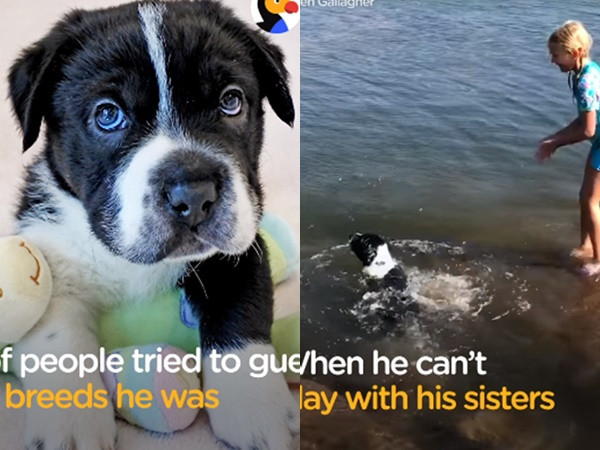 Tin được không? Đây là chú chó có hẳn 6 "quốc tịch"