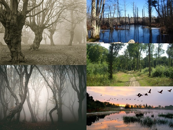 Những khu rừng ma ám nổi tiếng thế giới