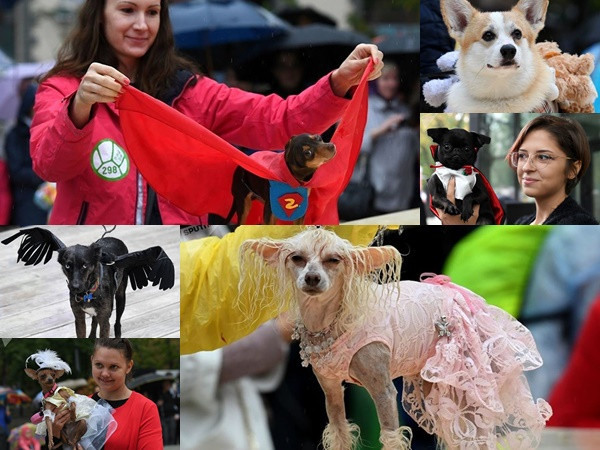 Ngắm cún cưng “sắm vai siêu mẫu” trình diễn tại Moscow