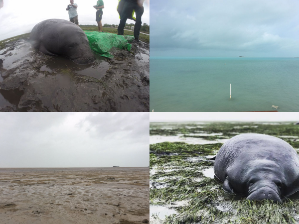 Siêu bão Irma - cơn bão khủng khiếp nhất nước Mỹ trong 30 năm trở lại đây