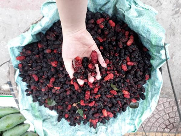 Có thể bạn chưa biết: Tháng 4 là mùa dâu tằm chín mọng ở Hà Nội đấy!