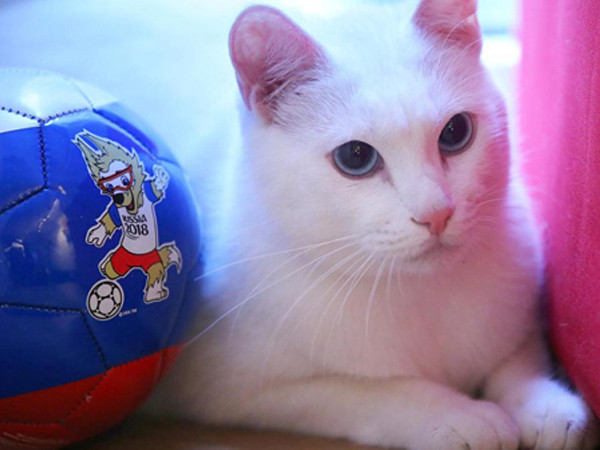 Nga: Nhà tiên tri mèo Achilles đã sẵn sàng dự đoán cho World Cup 2018