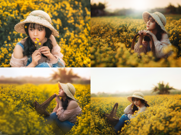 Tháng 12 này về Hưng Yên ngay thôi, "biển vàng" cúc tiến vua đang đẹp say đắm quá rồi kìa