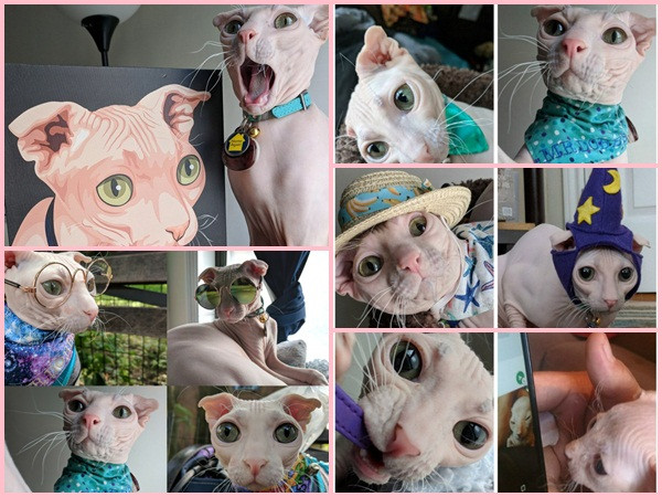 Mèo tai gấp, không lông siêu dễ thương "đốn tim" dân mạng