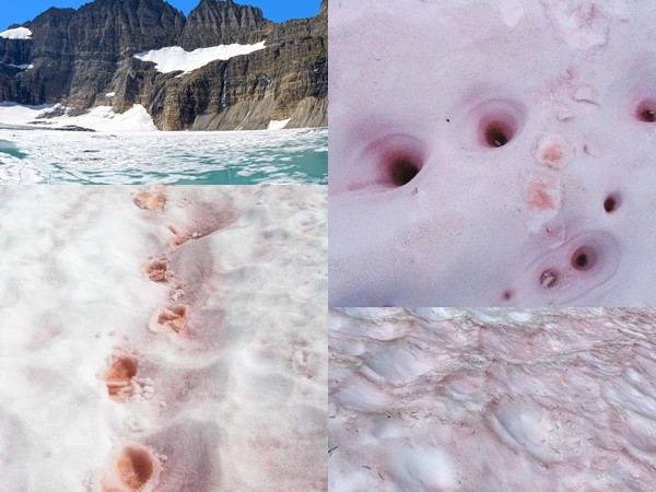 Tuyết "dưa hấu" đỏ au phủ kín núi khiến nhiều người kinh ngạc