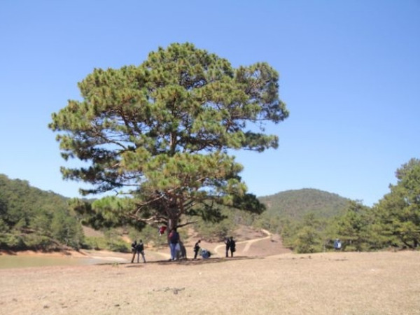 Lối vào cây thông "cô đơn" Đà Lạt bất ngờ bị chặn lại thu phí, du khách bức xúc lên tiếng