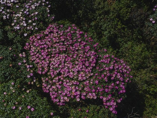 Hoa đỗ quyên trên đỉnh Putaleng vào mùa, dân mê trekking phấn khích rủ nhau đi thưởng ngoạn