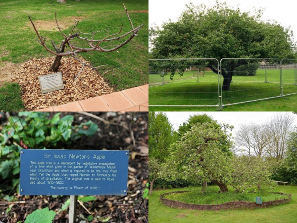Sự thật về "cây táo Newton" 400 năm trước