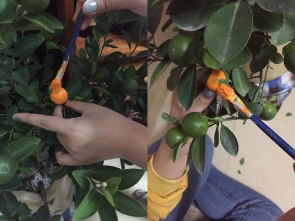 Tết đã đến mà quất vẫn chưa chịu chín, dân học vẽ nảy ra sáng kiến khiến dân mạng cười lăn