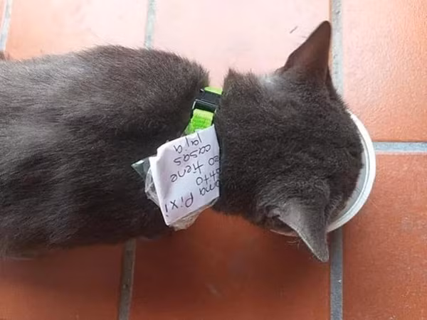 Gia đình ở Mexico phát hiện con mèo sống "hai mặt"