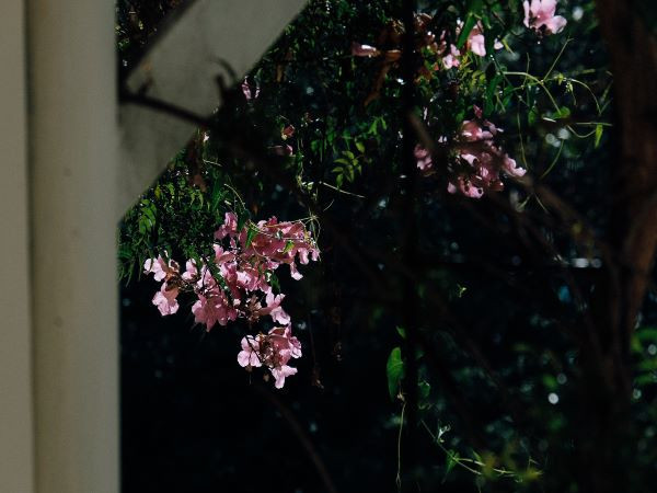 Ngất xỉu với khung cảnh đẹp như một giấc mộng đêm Hè của trường THPT Chuyên Thăng Long - Đà Lạt