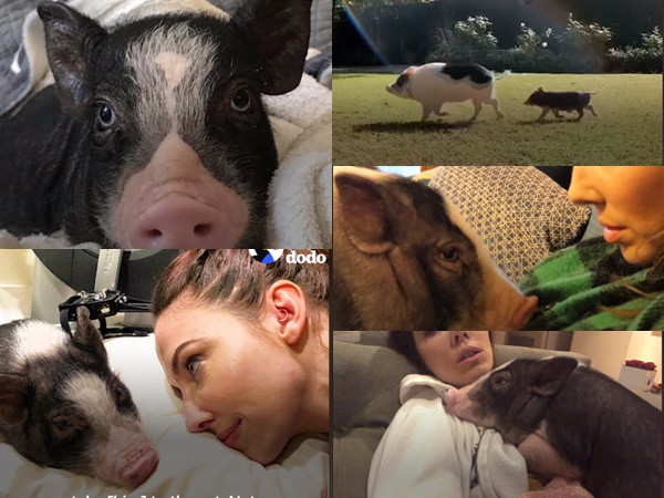 Người yêu không cần, chỉ cần một em heo như này là đủ!