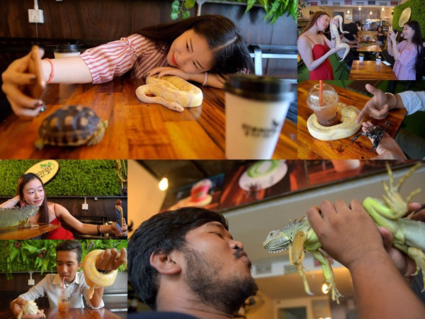 Đến quán cafe cảm giác mạnh: Chơi cùng rắn, bọ cạp và cự đà